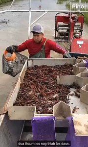 Harvesting and Processing Crawfish in Louisiana join group Interesting Life | Strange Nature