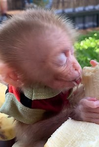 2K views · 53 reactions | 殺殺殺 #EP534 #BabyMonkey #CuteBabyMonkey #MonkeyLovers #MonkeyLife #AdorableMonkey #MonkeyMoments #TinyMonkey #MonkeyWorld #FunnyMonkey #MonkeyDaily #WildlifeLovers #AnimalsOfFacebook #NatureCuties #AnimalBabies #BabyAnimals 殺殺殺 | Little Puppy Monkey | Facebook