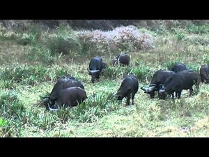 Southern African Mammals: African Buffalo herd moving through grassland