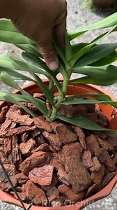 266K views · 1.5K reactions | Cara benar menanam anggrek vanda dengan media cacahan pinus #fblifestyle #anggrek #bungaanggrek #merawatanggrek #tipsanggrek #anggrekvanda #homegarden #orchid #orchidcare #orchidplant #orchidflower #plantingorchid #gardening #ricoorchid | Rico Orchid | Facebook