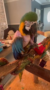 💙💛 Naked Chicken #5 💙💛 Welcome to the ever expanding Nudist Colony 🥴 She's going to need a name. We know absolutely nothing about this bird. 😩 | Palm Beach Parrot & Bird Rescue/Sanctuary Of South Florida