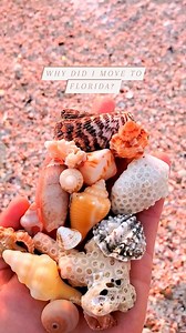 6.8K views · 34 reactions | Share if you love Seashells!✨️ ⬇️ . I...