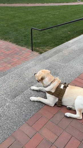 9.6K views · 264 reactions | Piper is so HAPPY to see everyone back on campus! WELCOME! 領❤️ | Sinclair College | Facebook