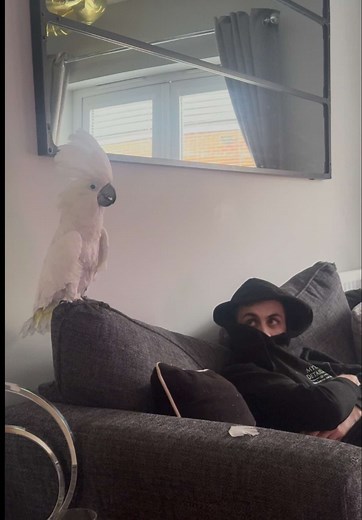 Hilarious Cockatoo Moments That Will Make You Laugh