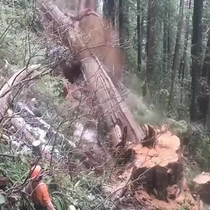 Dangerous Job! Check out reg coates on Youtube! | Okie doke