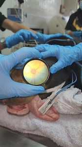 A normal optic disc of a sun bear | Bornean Sun Bear Conservation Centre (BSBCC)