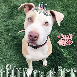 Miss Triny has been with us for a few months now and no one will give her a chance.. she is a love sponge with soul searching eyes waiting on her best friend to find her. Adopt or apply to foster her online at www.4p4l.org or meet her at one of our three events this week. | 4 Paws 4 Life Rescue and Boarding