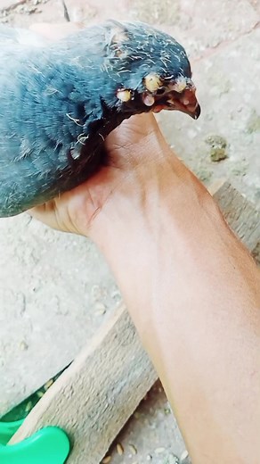 15K views · 60 reactions | Pox Medicine  #pigeonclash #racer #reels #pigeons #action #viral #pox #medicine | Pigeon Clash | Facebook