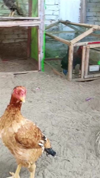 Masha Allah Trio set Available for sale location Hyderabad Sindh 0312-3232001 | Murgha Ghar