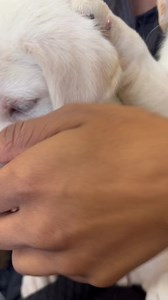 🐾❤️BB ENGLISH LABRADOR Love! “Pur comme le sable.. Doux comme une caresse… Beaux comme des Anges! Et avec un caractère génial! 😇😈🥰” TANGO & DOUCHKA Our BB ENGLISH LABRADOR 😎New Moms & Dads? ☎️ 5941 69 76 #dogsofinstagram #doglover #dogs #puppygram #puppies #puppyoftheday #puppylove #puppylife #zoomaniamauritiuspetshop #englishlabpuppy #labradorpuppy #labradorretriever #labrador #englishlabrador #englishlabradorretriever #cutenessoverload | Zoomania Mauritius