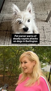 5.1K views · 51 reactions | A woman in Burlington, Massachusetts, says her dog was attacked and killed by a coyote in her backyard, and it’s not the first deadly attack in her neighborhood. | NBC10 Boston | Facebook