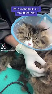 Shaving can help resolve a bad flea infestation, badly matted fur and shaving can make it easier to apply medications to treat ringworm, mites, and skin infections. Our Wholebody shave package: $99 only ( includes nail cut, ear, eyes & nose cleaning, anal gland expression. Dental wash, medicated bath, blow dry , perfume or anti stress hormone) $30 additional in case of matted fur WhatsApp us @ 8889-2209 and look for Hirman #fiercecat #catsg #catlover #catgrooming #cat #catgroomingsg #furriesincs