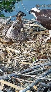 6.8K views · 696 reactions | Osprey chick feeding at Morain osprey nest #osprey #nestcam #Livestream | PixCams | Facebook