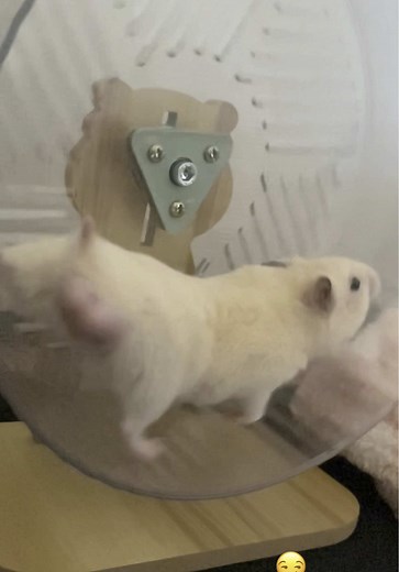 Funny Syrian Hamster Wiggles and Plays!