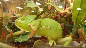 Chameleon Terrarium Looking Camera : vidéo de stock (100 % libre de droit) 5759753 | Shutterstock