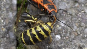Vespula germanica, European wasp, German wasp, or German yellowjacket gets eaten by a Pyrrhocoris Apterus, firebug, red firebug, linden, sap sucking, red soldier bug.