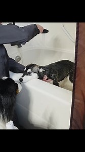 Bath status: 🛁 Attempted 5 escapes 🎤 Howled like a banshee 👀 Gave me the betrayal stare of the year Actually he was quieter with me than with my husband 😂😂😂 #HuskyProblems #BathTime #huskypuppy #huskylife #husky | Turkey Butt