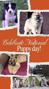 Happy #nationalpuppyday ! Here are some of the wonderful puppies you shared and thank you to everyone who posted yours today! #purebred #puppies ! #ADF #AKC #preservationbreeder #puppy #dog #dogs #Bostonterrier #Frenchbulldog #fieldspaniel #spaniel #Cavalier #toymanchesterterrier #sharpei #Boxer #boxerdog #cavalierkingcharlesspaniel #Newfoundland #hound #blackandtancoonhound #MAS #miniamericanshepherd #floof #rottie #Rottweiler #akk #viszla #AlaskanKleeKai #dachshund #frenchie #Frenchbulldog #Sc