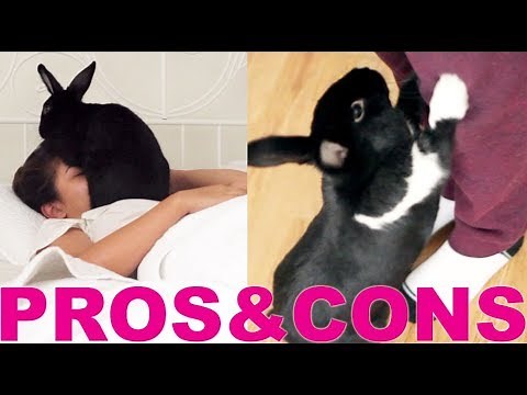 PROS & CONS OF HAVING A RABBIT!