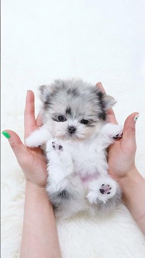 Maltipom as sweet as honey💛 - Aloha Teacup Puppies #maltipom #maltese #pomeranian #merle