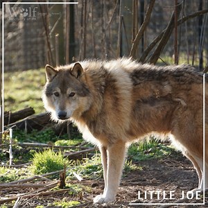 188 reactions · 15 shares | Little Joe enjoying some sun ☀️  by Joe Warker | Wolf Sanctuary of PA | Facebook