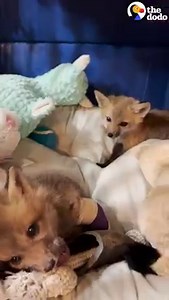 3.4M views · 85K reactions | She can't believe it when she meets a fox just like her! 力 | Little But Fierce by The Dodo | Facebook