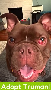 Adopt Truman! Your New Favorite Meatball 🥰 Meet Truman, a 1-year-old, 45-lb Frenchie mix with the charm of a stand-up comedian and the energy of a slightly overcooked meatball on wheels. He’s house and crate-trained, loves people, adores other dogs his size or bigger, and is always up for short walks, patio hangs, or brewery trips. Truman’s looking for a home with older, dog-savvy kids, no cats, and plenty of love (plus squeaky toys). A playful dog sibling would be a huge bonus! 💌 If you think