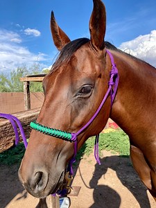 Purple Rope Halter W/ Lead - Black and Green Noseband - Average Size - Etsy UK