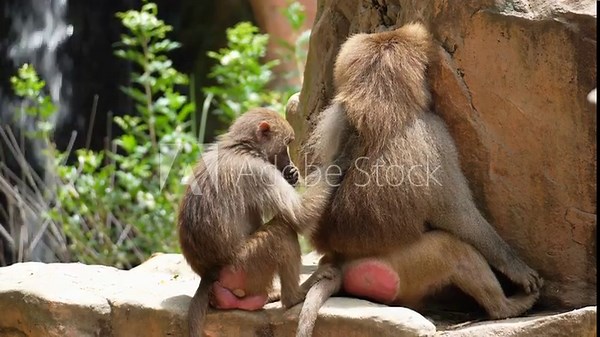 A female Hamadryas baboon (Papio hamadryas) grooms the male, picking through his fur and removing parasites, while the male sniffs the female's bottom, close up shot.