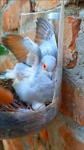 Diamond Dove nesting | Hatching season | Dove three eggs lying #dovenest #DiamondDove #dove #doveegglayong #birds #everyone #reel #bird | Wild BIRDS | Facebook
