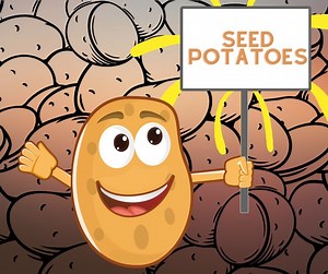 We now have Red Norland, Kennebec, Red Pontiac, and Yukon Gold seed potatoes in stock at 89 cents per pound! #potatoes #spring | Hoffmann Hillermann Nursery & Florist