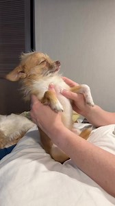 Him sweepy. #MisterPiffles #chihuahua #Chorkie #YorkiE #rescuedogs | Kelly Daspit