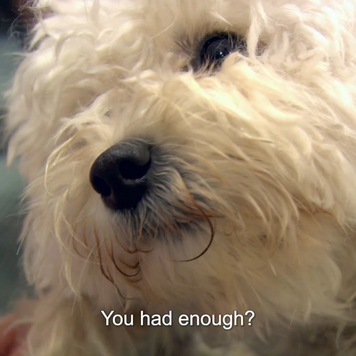 Emergency C-section for overdue pregnant dog 😨 | Vet On The Hill