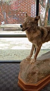 NC State Wolfpack Wrestling! 🥇🏆🔥 #WWE #wrestling #ncsu #NCAA | Tatanka