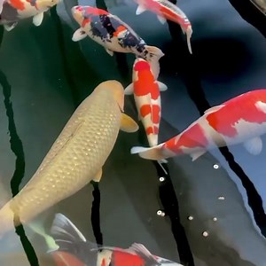 123K views · 10K reactions | Beautiful koi pond with massive koi collection. [Source: Internet] | Grande Koi Farm ហ្រ្គេនដេយ៍ ខយហ្វាម | Facebook