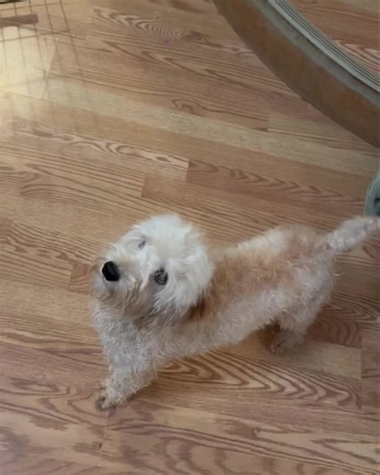 7.7K views · 113 reactions | This is jolene for Cockapoo mom I have...