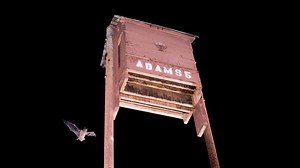 Have you bought or built a bat house for #BatWeek? Are you wondering what to do next? Find out what the best color is to paint your bat house and where to mount it in this video! | Bat Conservation International