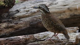 Beautiful adult female Eared pitta, low angle view, foraging foods...