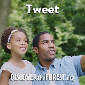 Discover the Forest on Reels