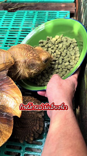 3 วิธีเลี้ยงลูกเต่า | #เต่าบก #ซูคาต้า #sulcata #exoticpet #balconzoo