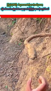 1.1M views · 5.9K reactions | ခြုံပုပ်ထဲက မြွေတစ်ကောင် ချောင်းကြည့်နေသလို ခံစားရတာကြောင့် မှတ်တမ်းထင်တားခဲ့တဲ့ အမျိုးသမီး ... A woman felt something staring from the toilet — and it turned out to be a real snake!  #ScaryMoment #SnakeAlert #RealLife #ViralVideo #Unexpected | Creative Vlogs | Facebook