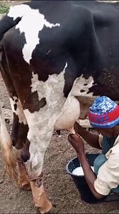 🇲🇱 | Élevage au Mali