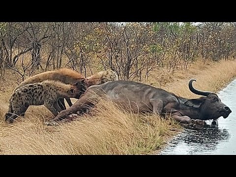 Hyena Clans Eating A Buffalo Alive At Kruger National Park