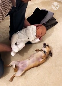 131K views · 1.7K reactions | Heartwarming harmony between chihuahua and newborn | Earth Wonders | Facebook