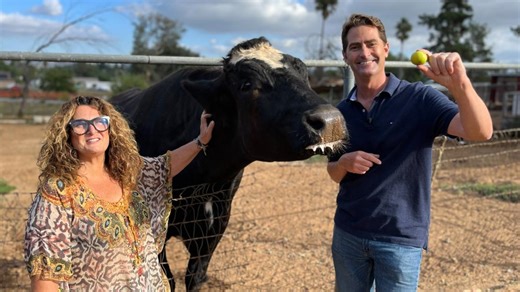 Slobber Fest: How to kiss a four-thousand-pound steer