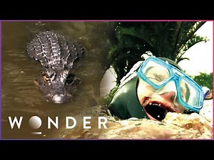 Alligator Attacks Man At Golf Course | Wonder