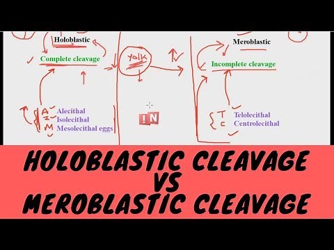 Holoblastic Cleavage vs Meroblastic Cleavage - What is the Difference?