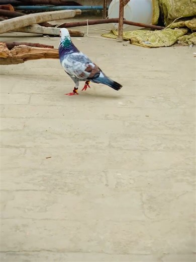 imranustad96 on TikTok