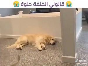 25K views · 165 reactions | كلاب مزارع Dogs Egypt on Reels | Facebook