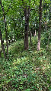 @revealcellcam ✅ @rawfrozenscents ✅ mock scrape created ✅ movement! ✅ now for a shooter to come through! #deerhunting #hunting #season #is #close | Team 200TV